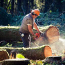 W jaki sposób należy ścinać drzewa?