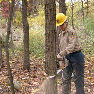 Ścinanie drzewa – faza druga