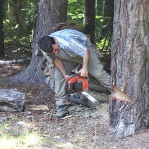 Ścinanie drzewa – faza pierwsza