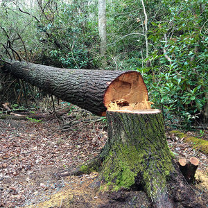 Ścinanie drzewa – faza trzecia