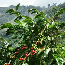 Uprawa kawy w warunkach domowych – podstawowe zasady