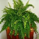 Przesadzanie paproci – podstawowe zasady