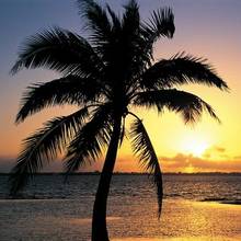 Jak pielęgnować palmy w domu?