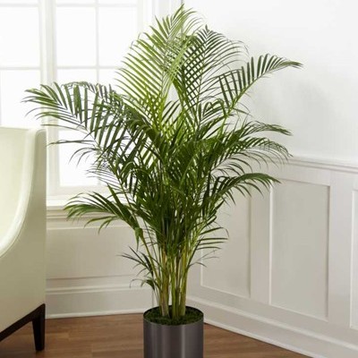 Popularne gatunki palm doniczkowych