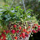 Co warto wiedzieć o uprawie truskawek pnących?