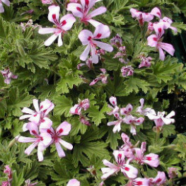 Pelargonia