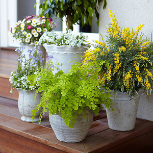 Jak odstraszyć komary?