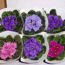 Jak dbać o fiołek afrykański?