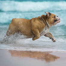 Jak chronić zwierzęta przed upałem?