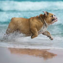 Jak chronić zwierzęta przed upałem?