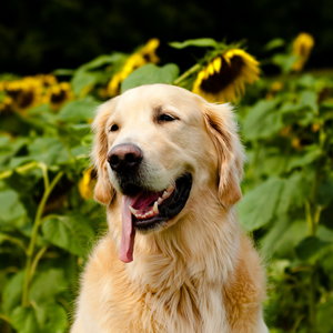 Spacerowanie w upale