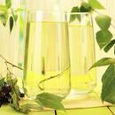 W jaki sposób przygotować napar z liści brzozy?