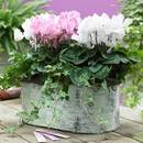 Jak należy uprawiać cyklameny?