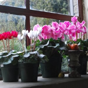 Jakie warunki należy zapewnić cyklamenom?