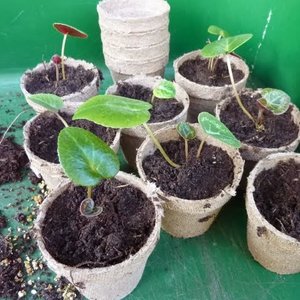 Jak rozmnażać cyklameny z nasion?