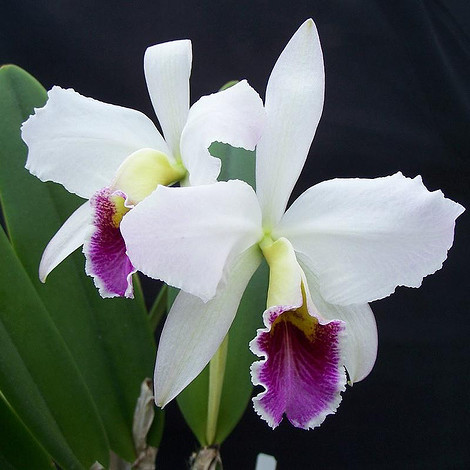 Jak podlewać orchidee?