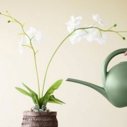 Jak często należy podlewać orchidee?