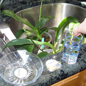 Jak należy podlewać?