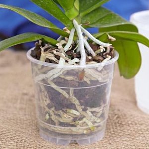 Ile wody potrzebują orchidee?