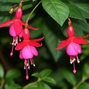 Co trzeba wiedzieć o uprawie fuksji?