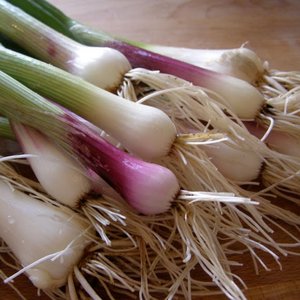 Uprawa i rozmnażanie