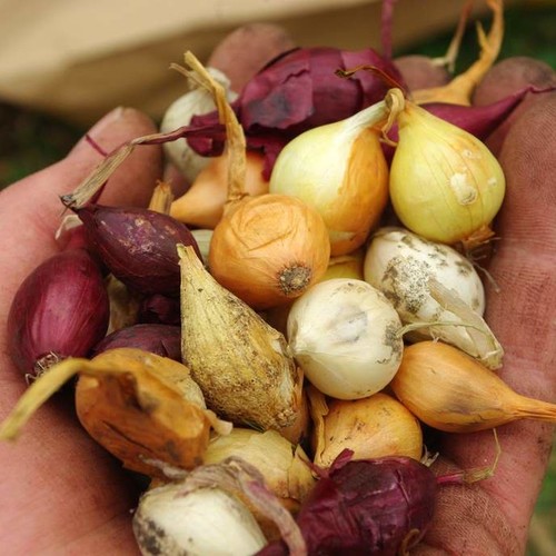 Jak przyspieszyć kwitnienie?