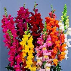 Które rośliny nadają się do hodowli w domu?