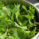 W jaki sposób płukać włosy pokrzywą?