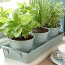 Jak prowadzić domową hodowlę ziół?