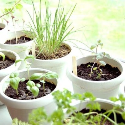 Jak wyhodować zioła z nasion?