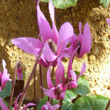 Jak dbać o cyklamen perski?