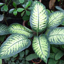 Co należy wiedzieć o uprawie difenbachii?