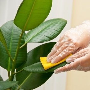 Pielęgnacja liści – metoda pierwsza