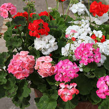 Jakiego nawożenia wymagają pelargonie?