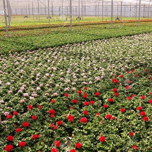 Jakich składników potrzebują pelargonie?