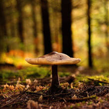 Jak przygotować się do grzybobrania?