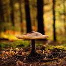 Jak przygotować się do grzybobrania?