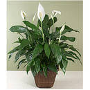 Jak pielęgnować skrzydłokwiat?