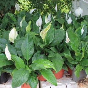 Przesadzanie i rozmnażanie