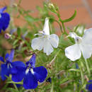 Jak dbać o lobelię?