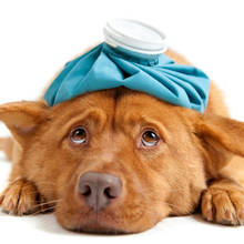 Jak podać psu tabletkę?