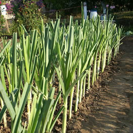 Stanowisko i wymagania glebowe