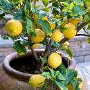 Jak uprawiać cytrynę w warunkach domowych?