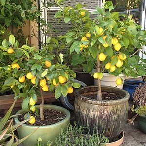 Kiedy drzewko cytrynowe owocuje?