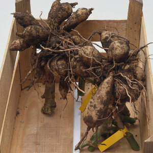 Jak przygotować cebulki i bulwy roślin do zimowania?