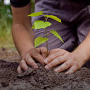 O czym należy pamiętać podczas sadzenia drzewa?