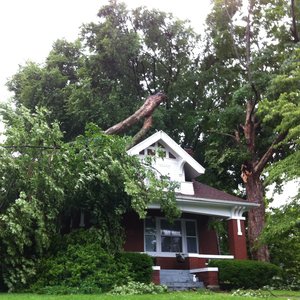 Gdzie posadzić drzewo?