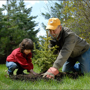 Jakie drzewo kupić?