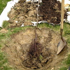 Drzewa z odkrytymi korzeniami