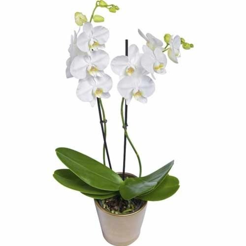 Jak należy nawozić orchidee?